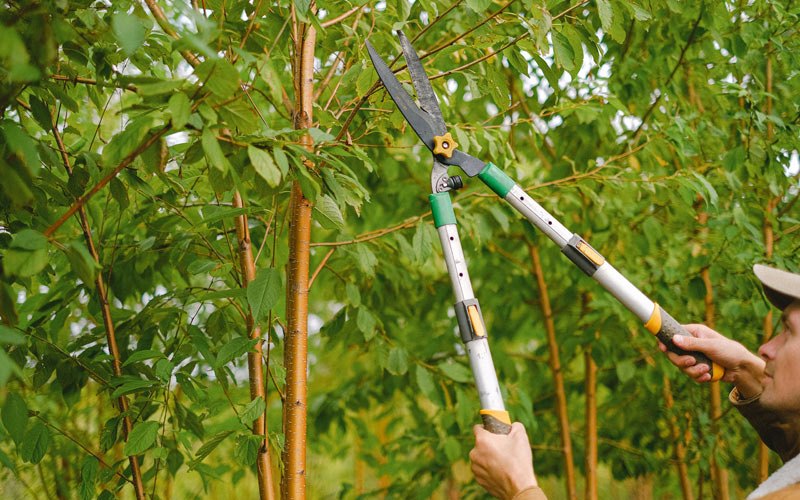 Tree trimming in Andover, SD