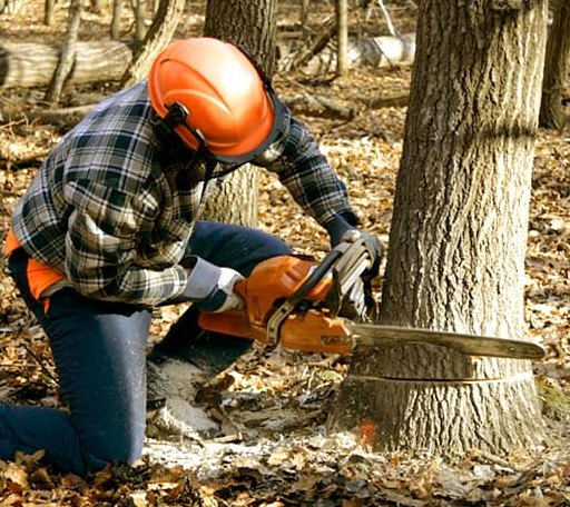 Tree Removal in Andover, SD